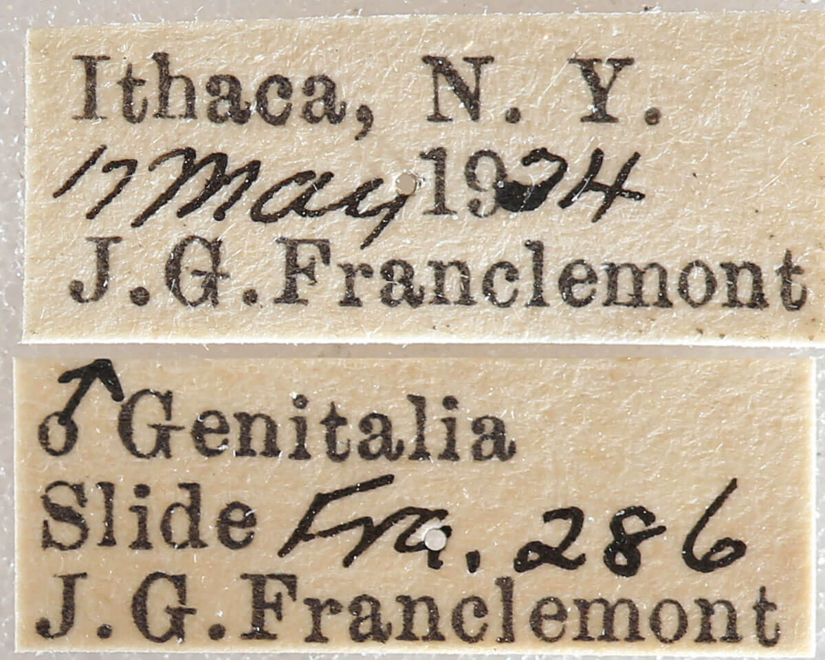 label view of adult Nemoria bistriaria siccifolia