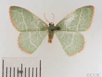 dorsal view of adult Nemoria bistriaria siccifolia