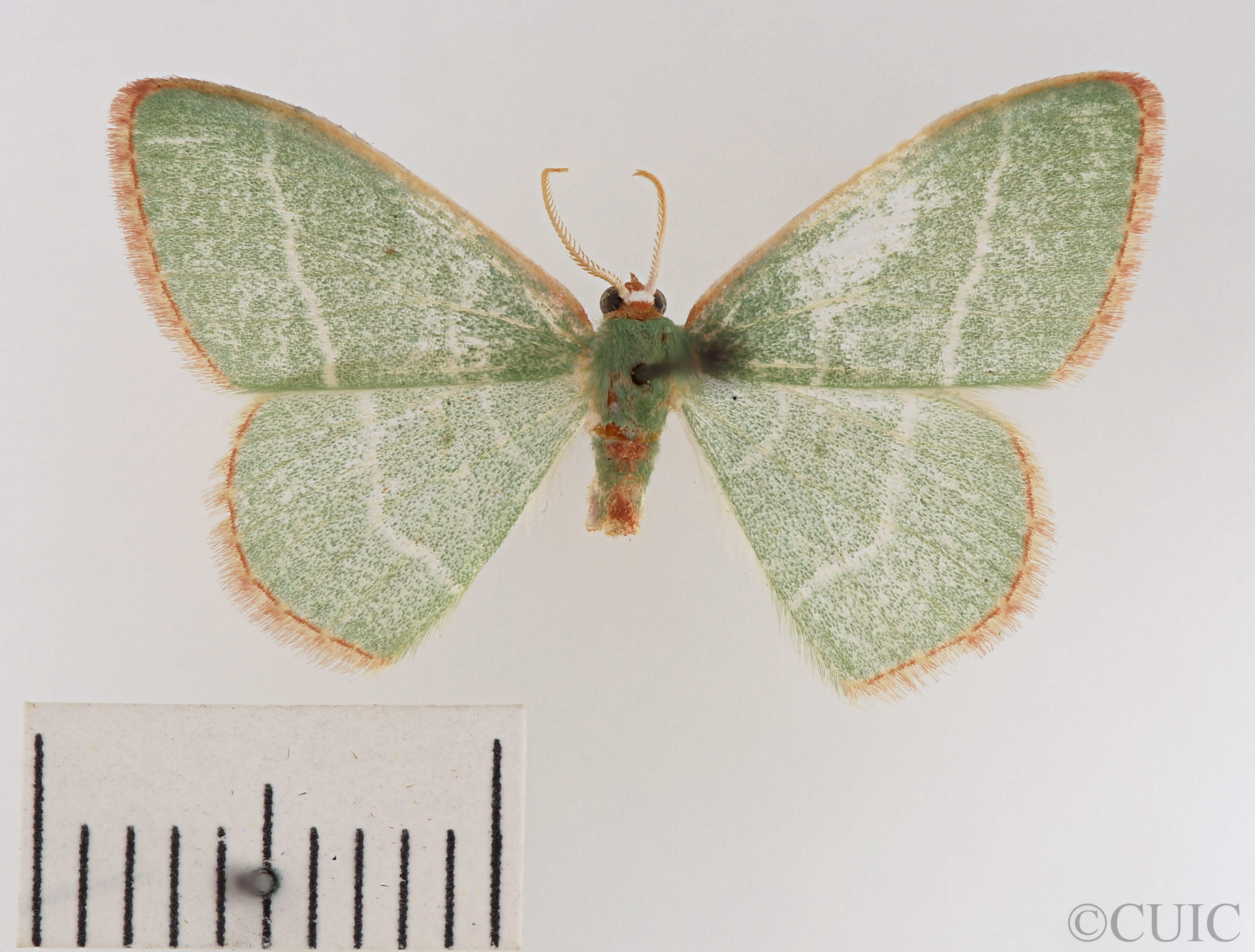 dorsal view of adult Nemoria bistriaria siccifolia