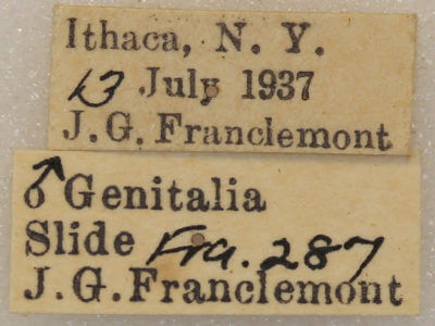 label view of adult Nemoria bistriaria siccifolia