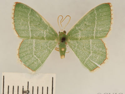 dorsal view of adult Nemoria bistriaria siccifolia