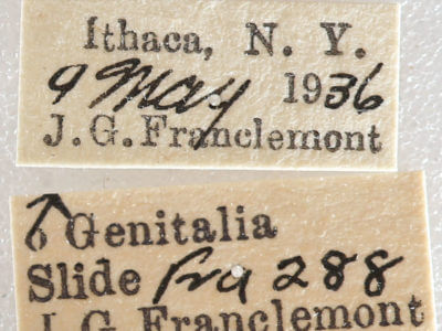 label view of adult Nemoria bistriaria siccifolia