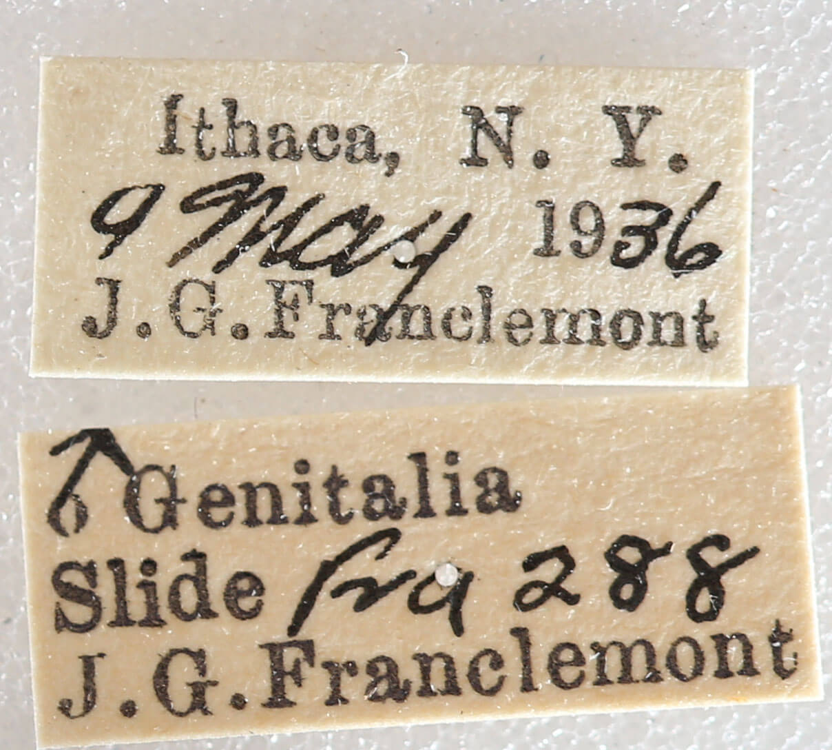 label view of adult Nemoria bistriaria siccifolia