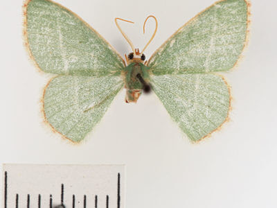 dorsal view of adult Nemoria bistriaria siccifolia