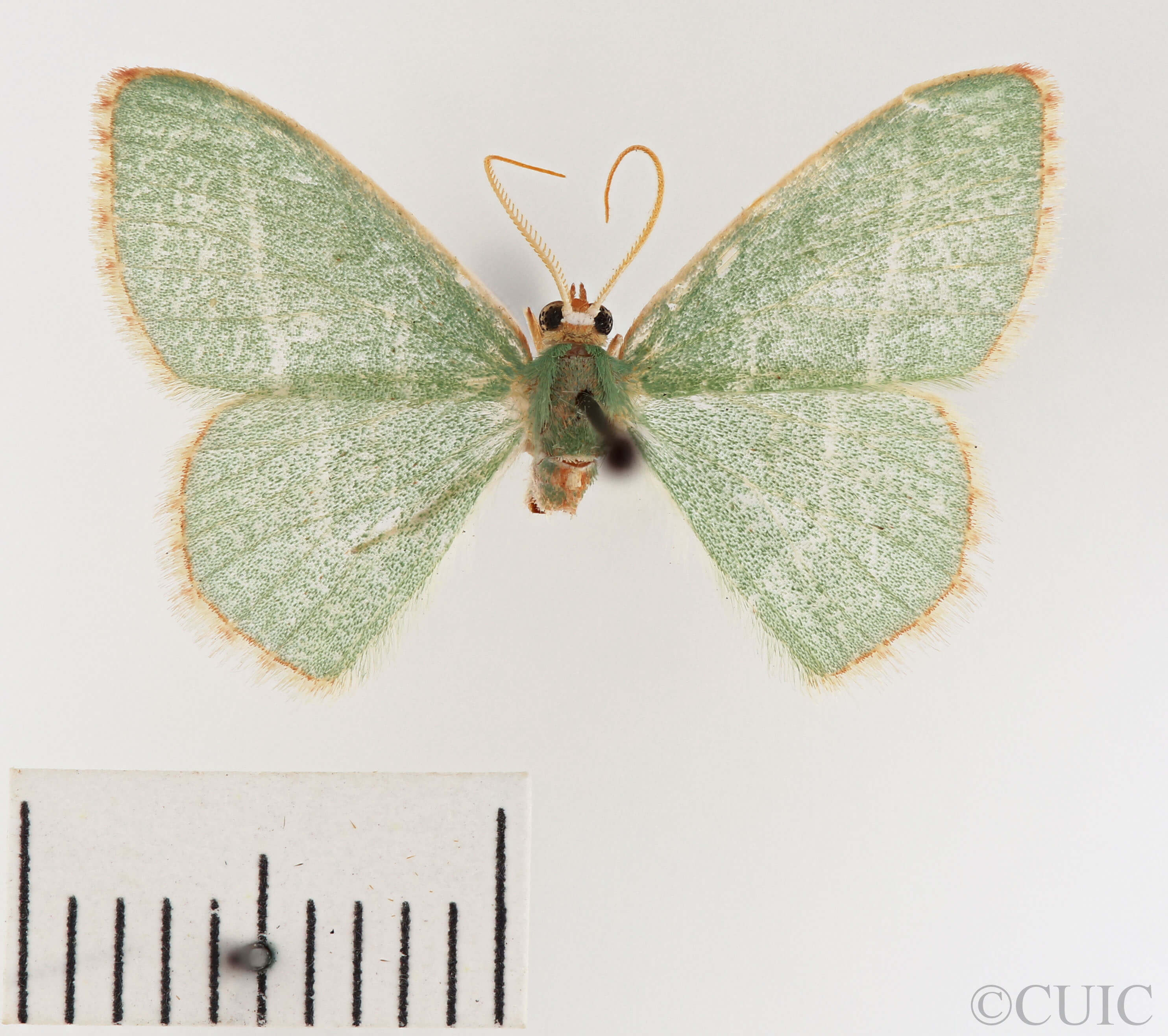 dorsal view of adult Nemoria bistriaria siccifolia