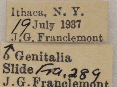 label view of adult Nemoria bistriaria siccifolia