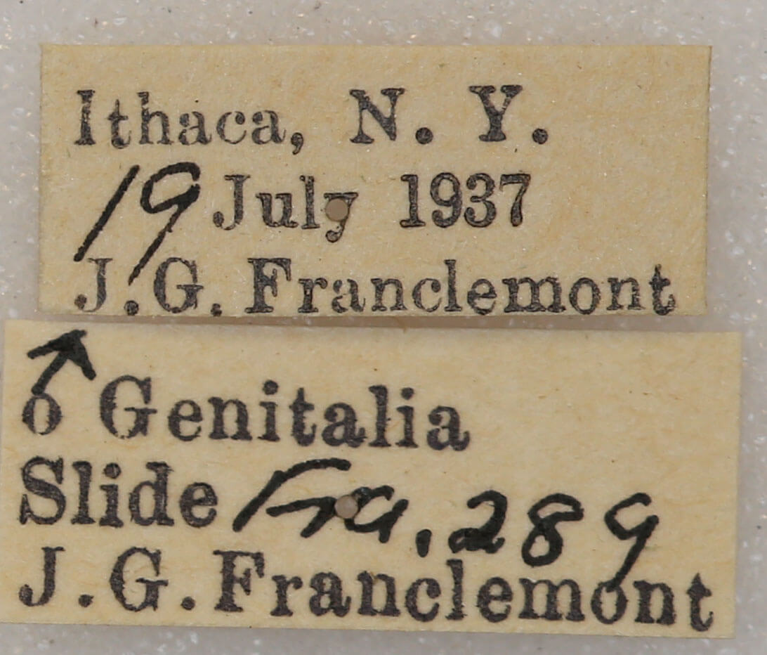 label view of adult Nemoria bistriaria siccifolia