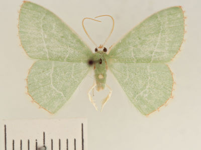 dorsal view of adult Nemoria bistriaria siccifolia