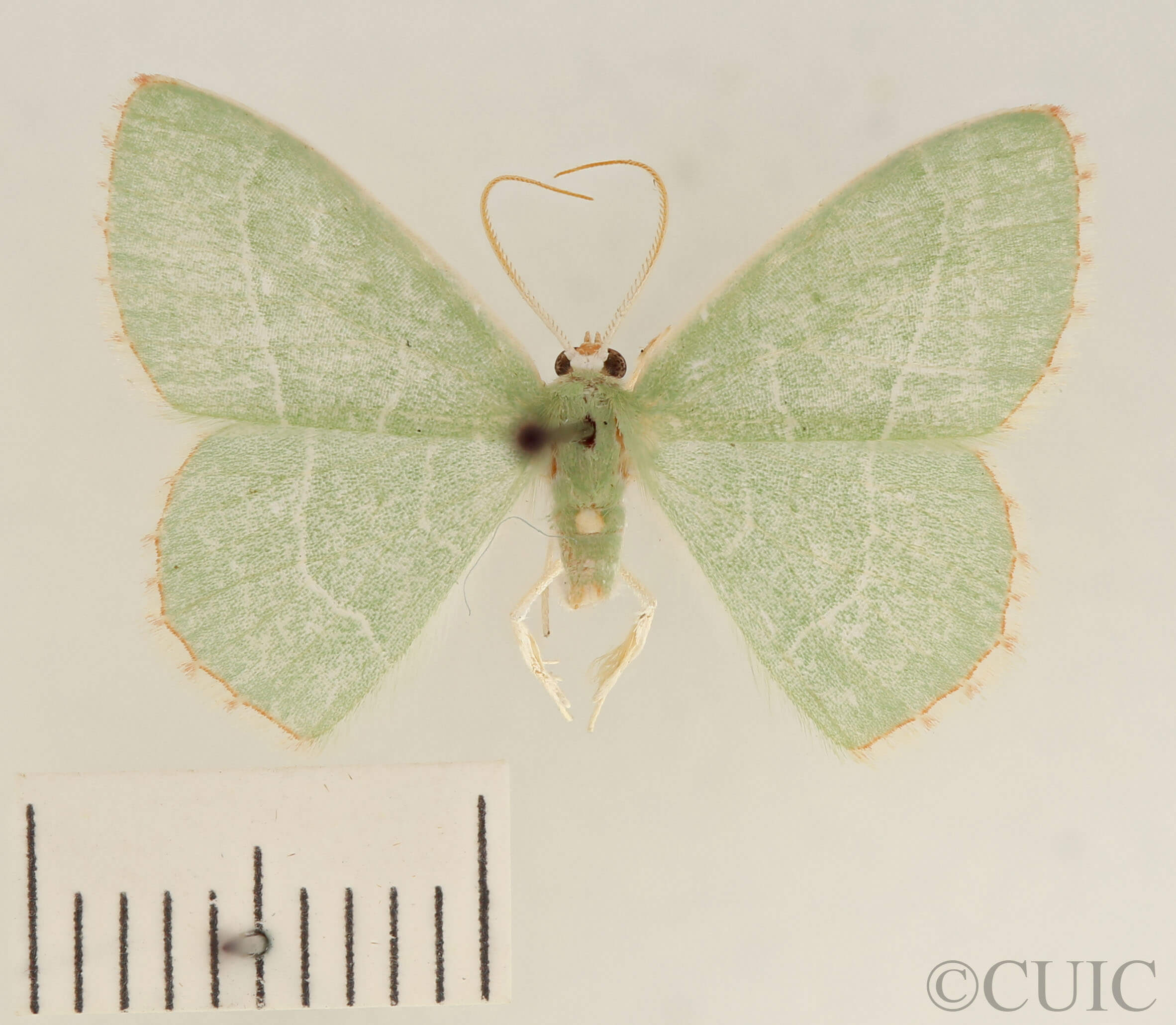 dorsal view of adult Nemoria bistriaria siccifolia