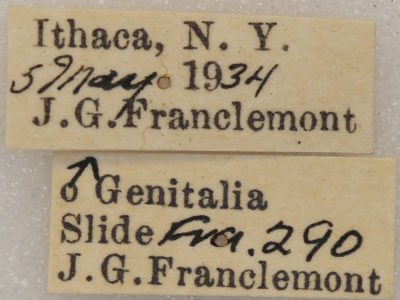label view of adult Nemoria bistriaria siccifolia