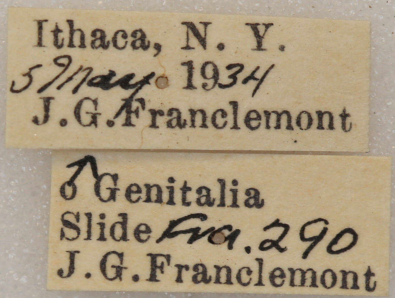 label view of adult Nemoria bistriaria siccifolia