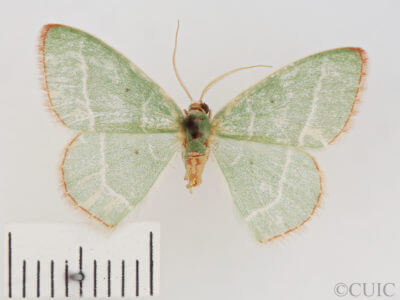 dorsal view of adult Nemoria bistriaria siccifolia