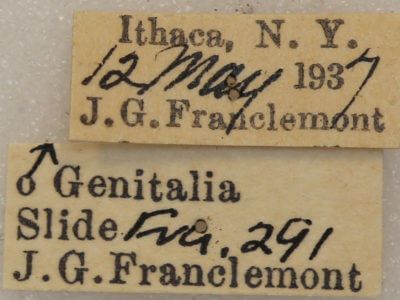 label view of adult Nemoria bistriaria siccifolia
