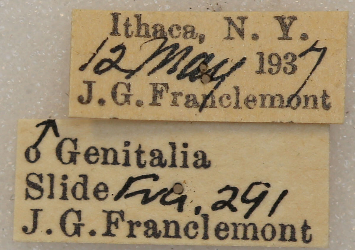 label view of adult Nemoria bistriaria siccifolia