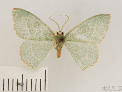 dorsal view of adult Nemoria bistriaria siccifolia