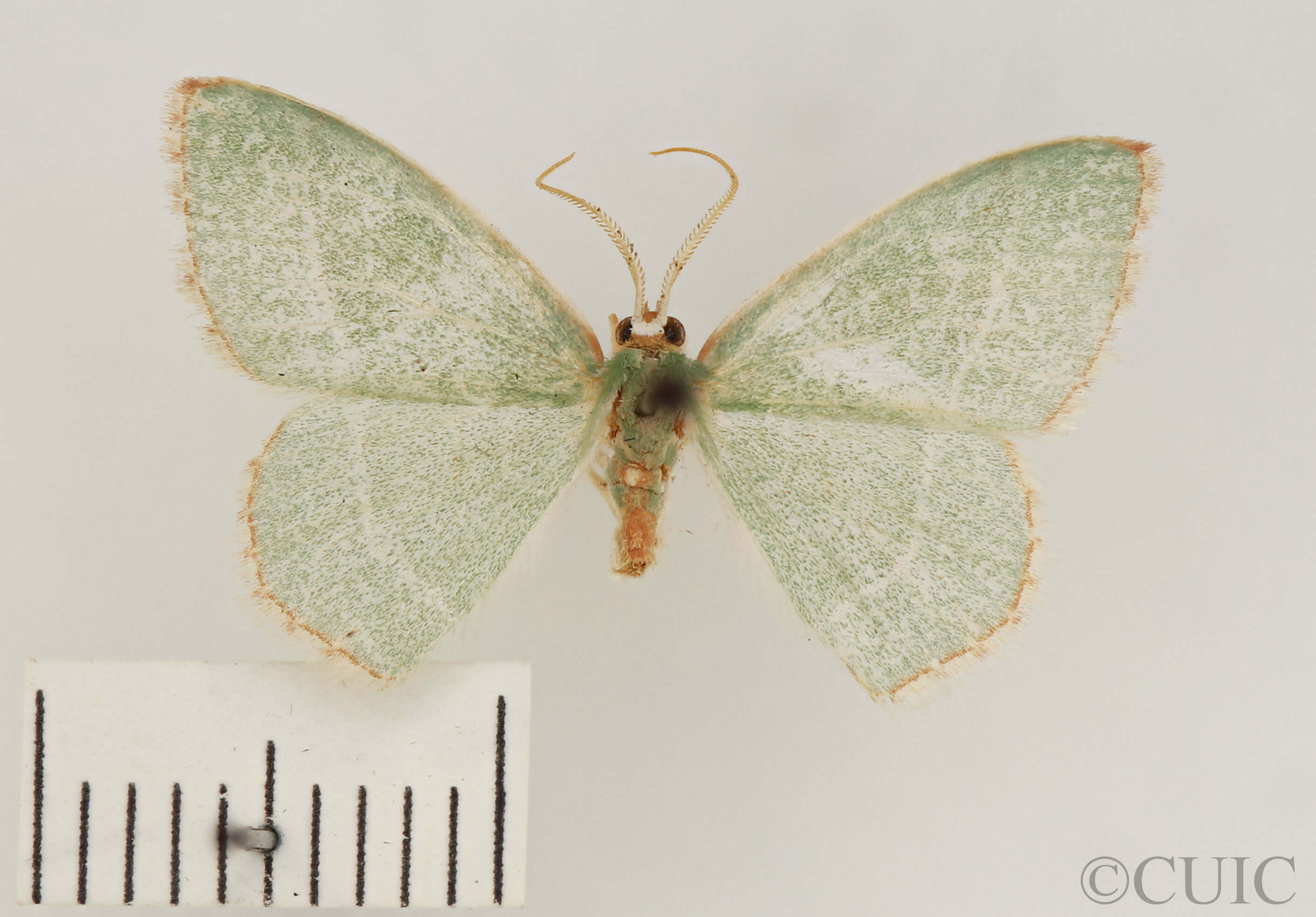 dorsal view of adult Nemoria bistriaria siccifolia