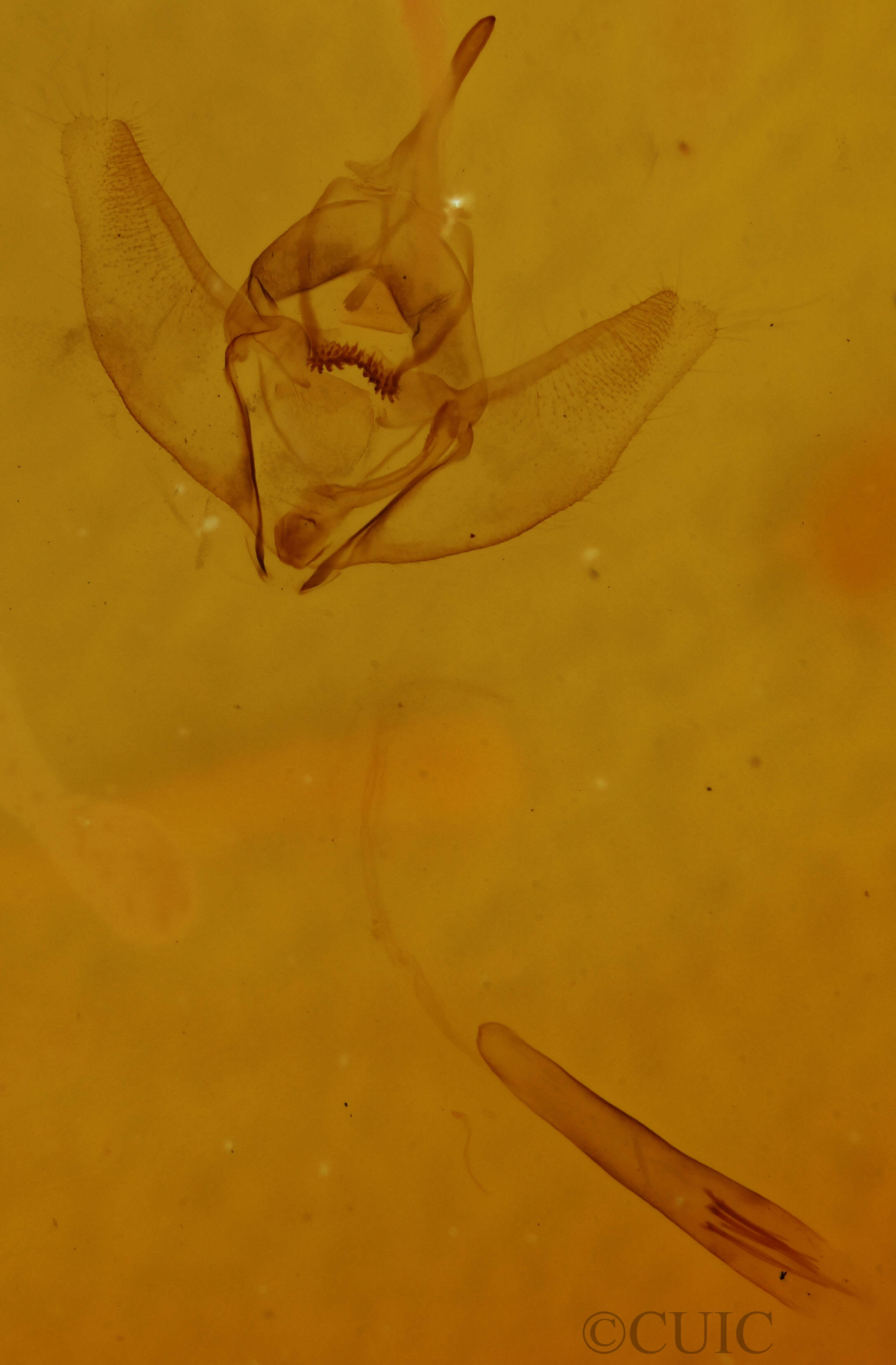 genitalia view of adult Neoterpes trianguliferata