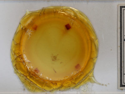 slide view of adult Neoterpes trianguliferata