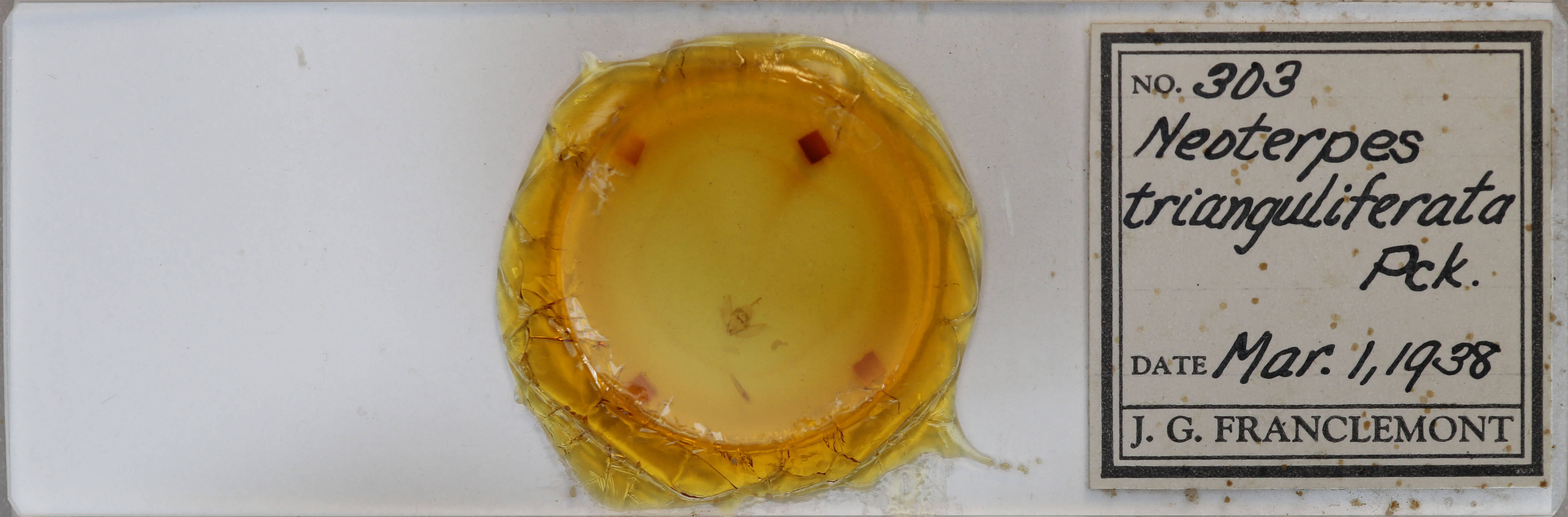 slide view of adult Neoterpes trianguliferata