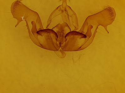 genitalia view of adult Nephelodes minians