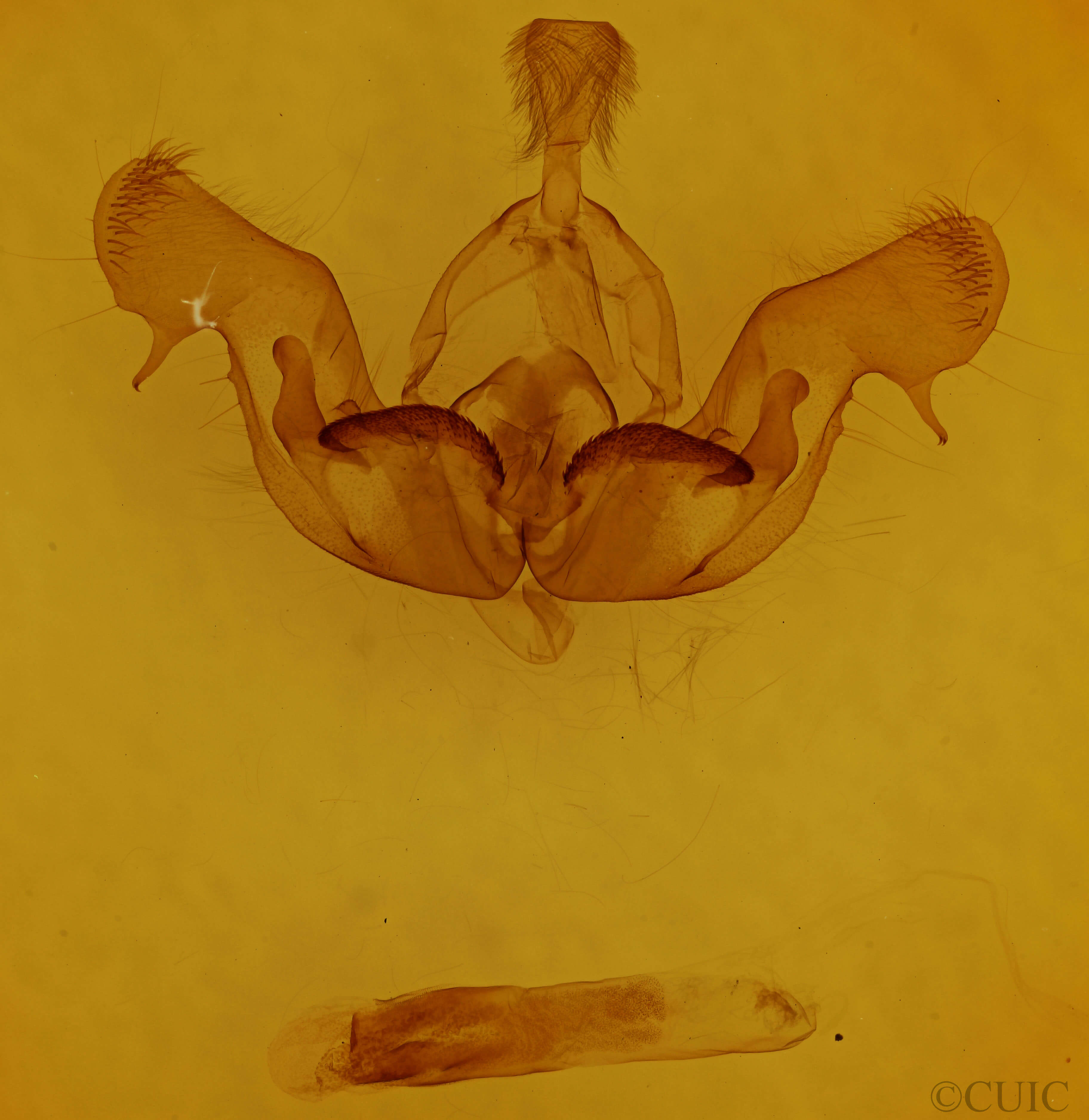 genitalia view of adult Nephelodes minians