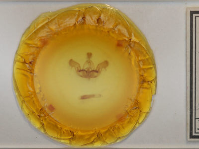 slide view of adult Nephelodes minians