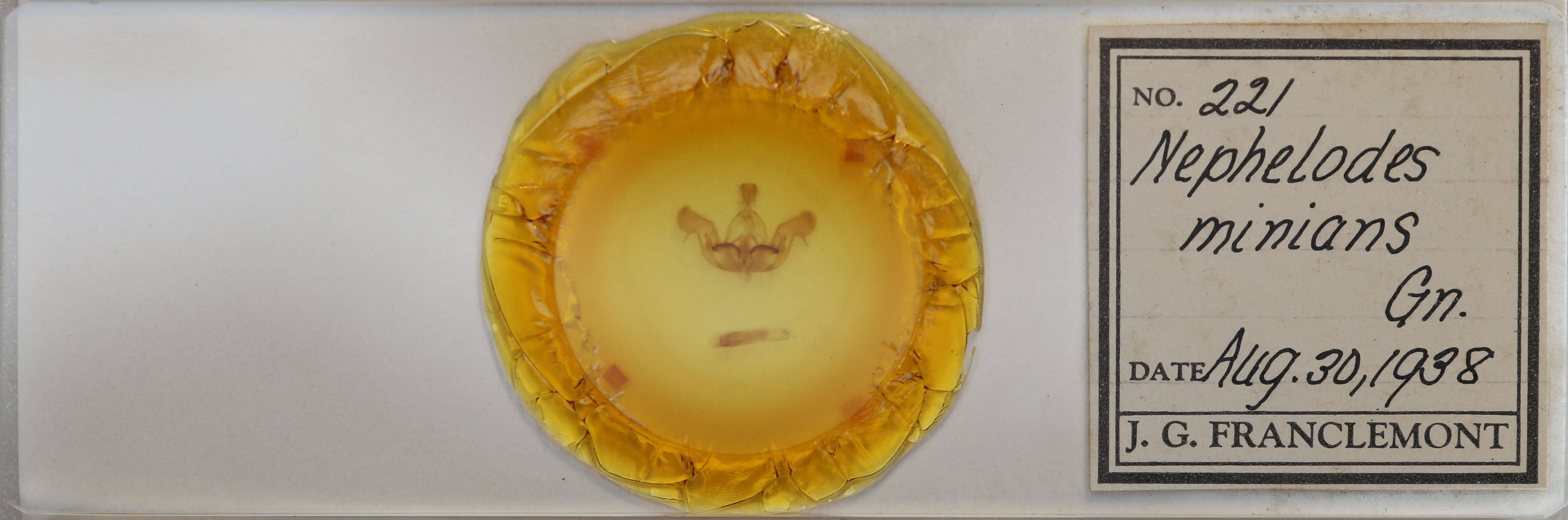 slide view of adult Nephelodes minians