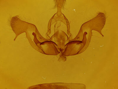 genitalia view of adult Nephelodes minians