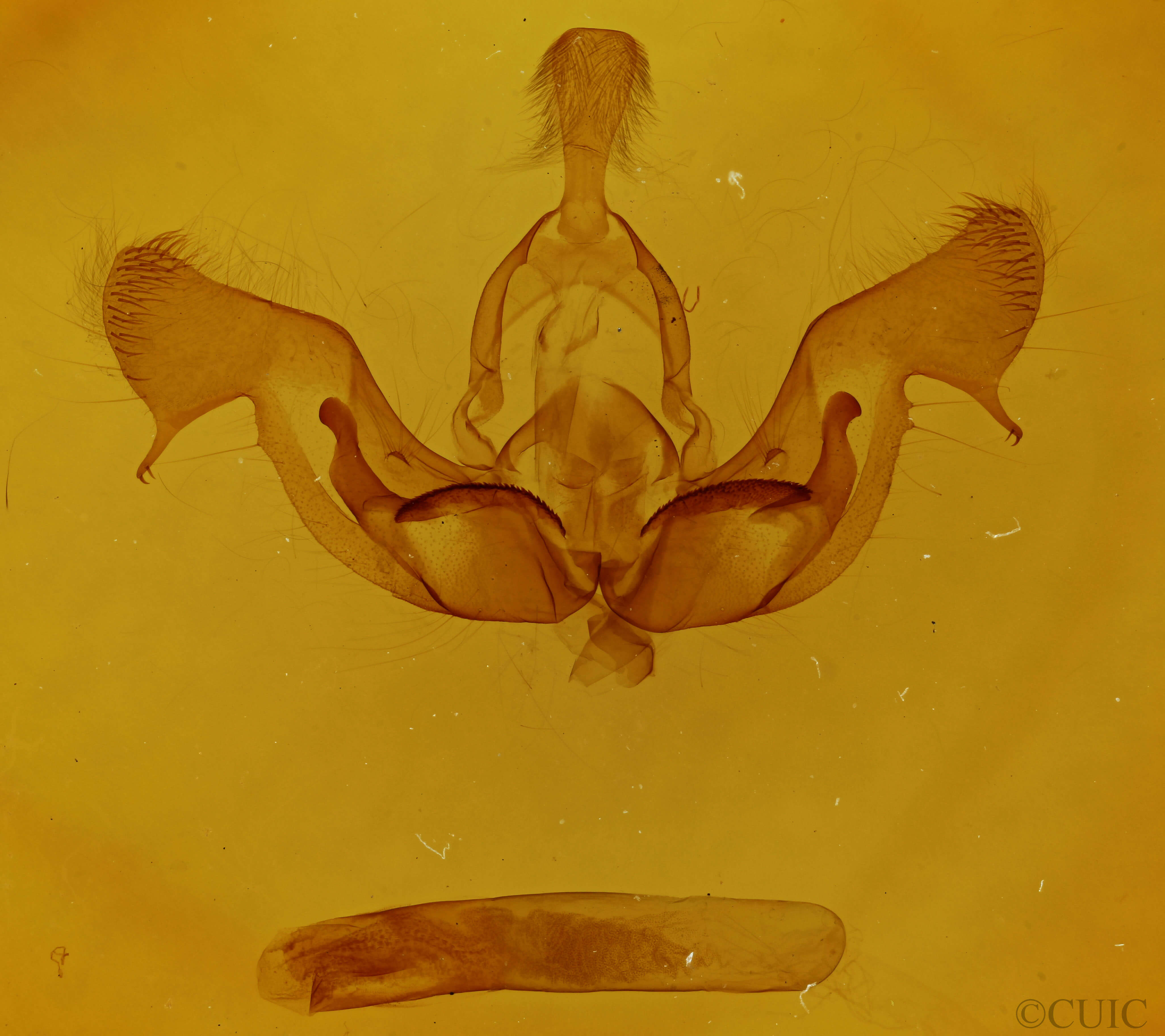 genitalia view of adult Nephelodes minians