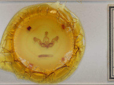 slide view of adult Nephelodes minians