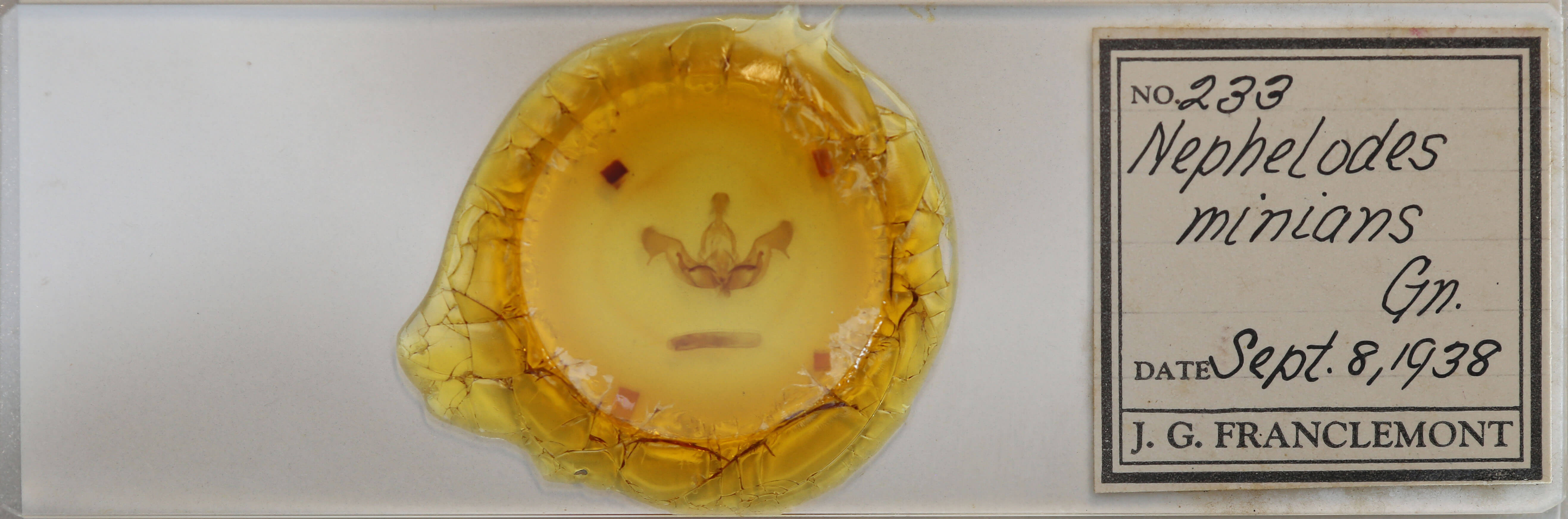 slide view of adult Nephelodes minians