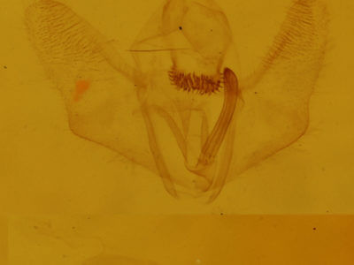 genitalia view of adult Nepytia canosaria