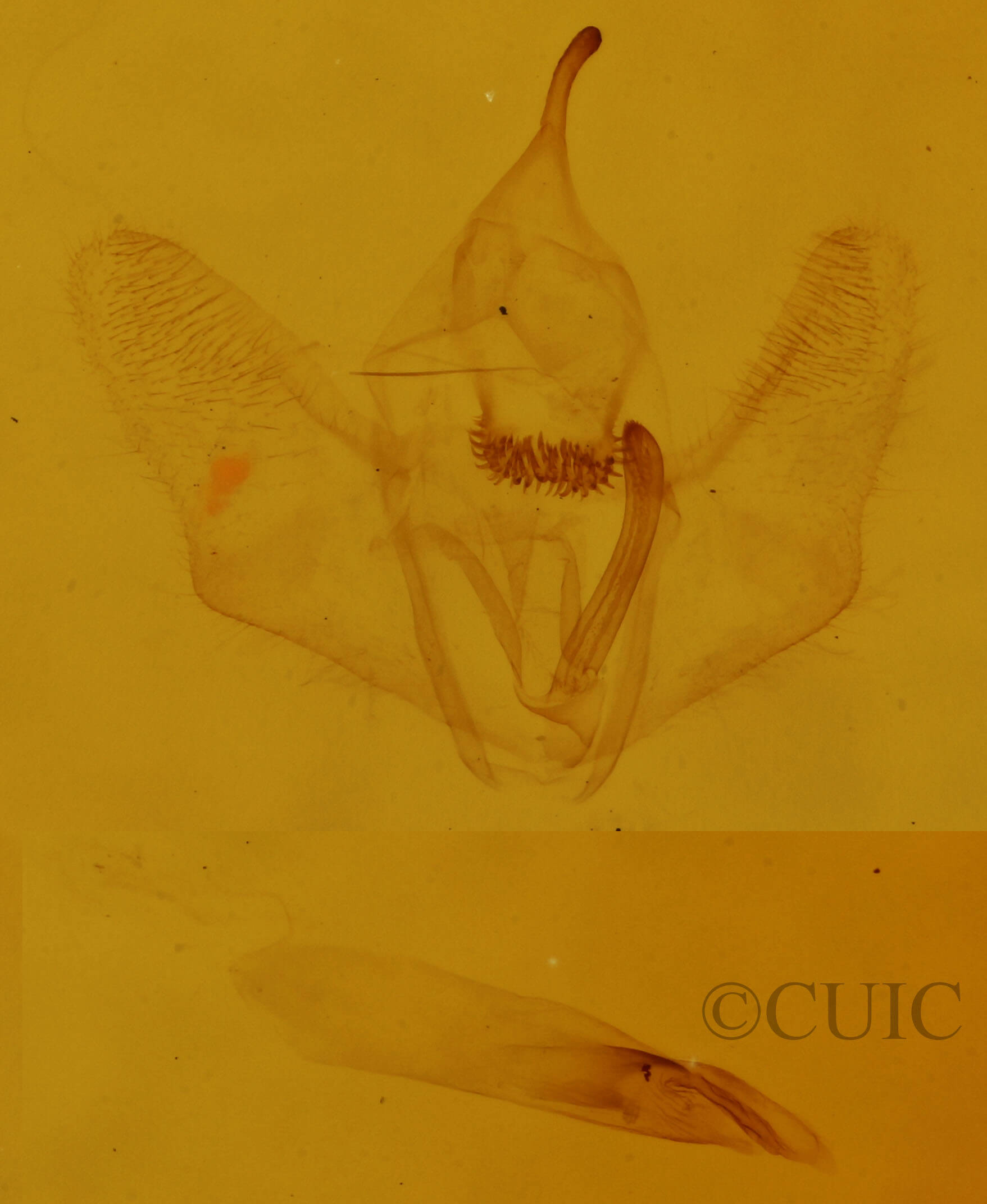 genitalia view of adult Nepytia canosaria