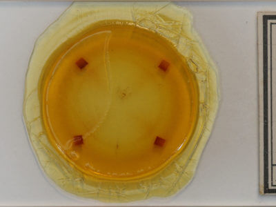 slide view of adult Nepytia canosaria