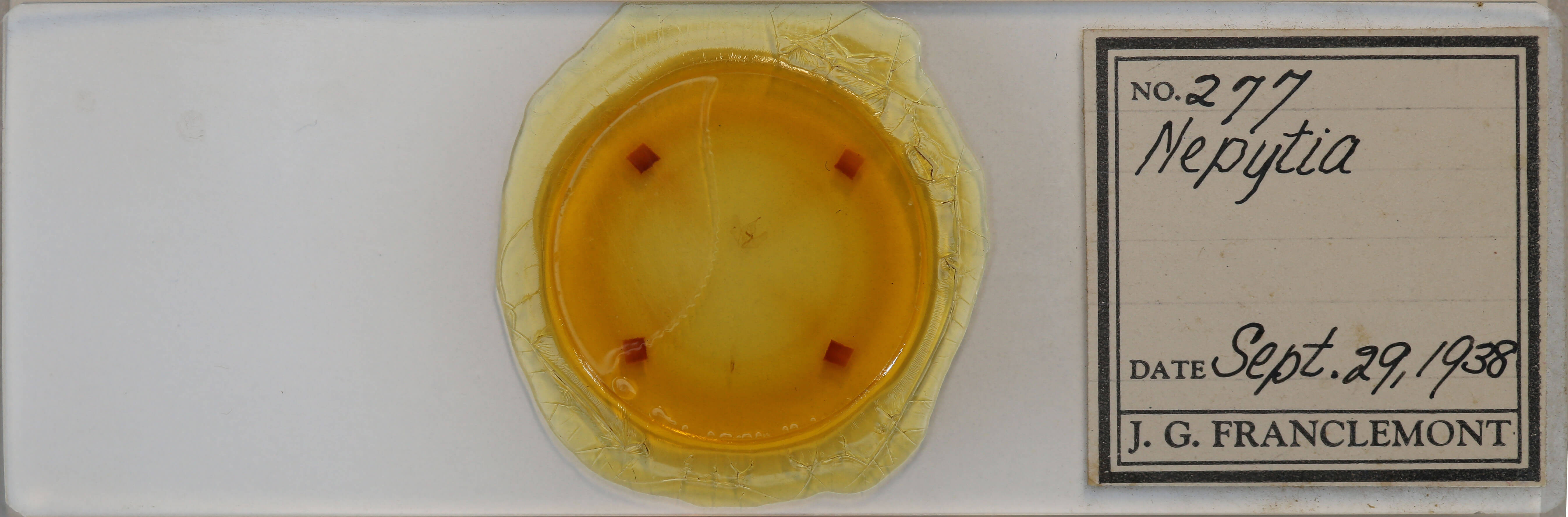 slide view of adult Nepytia canosaria