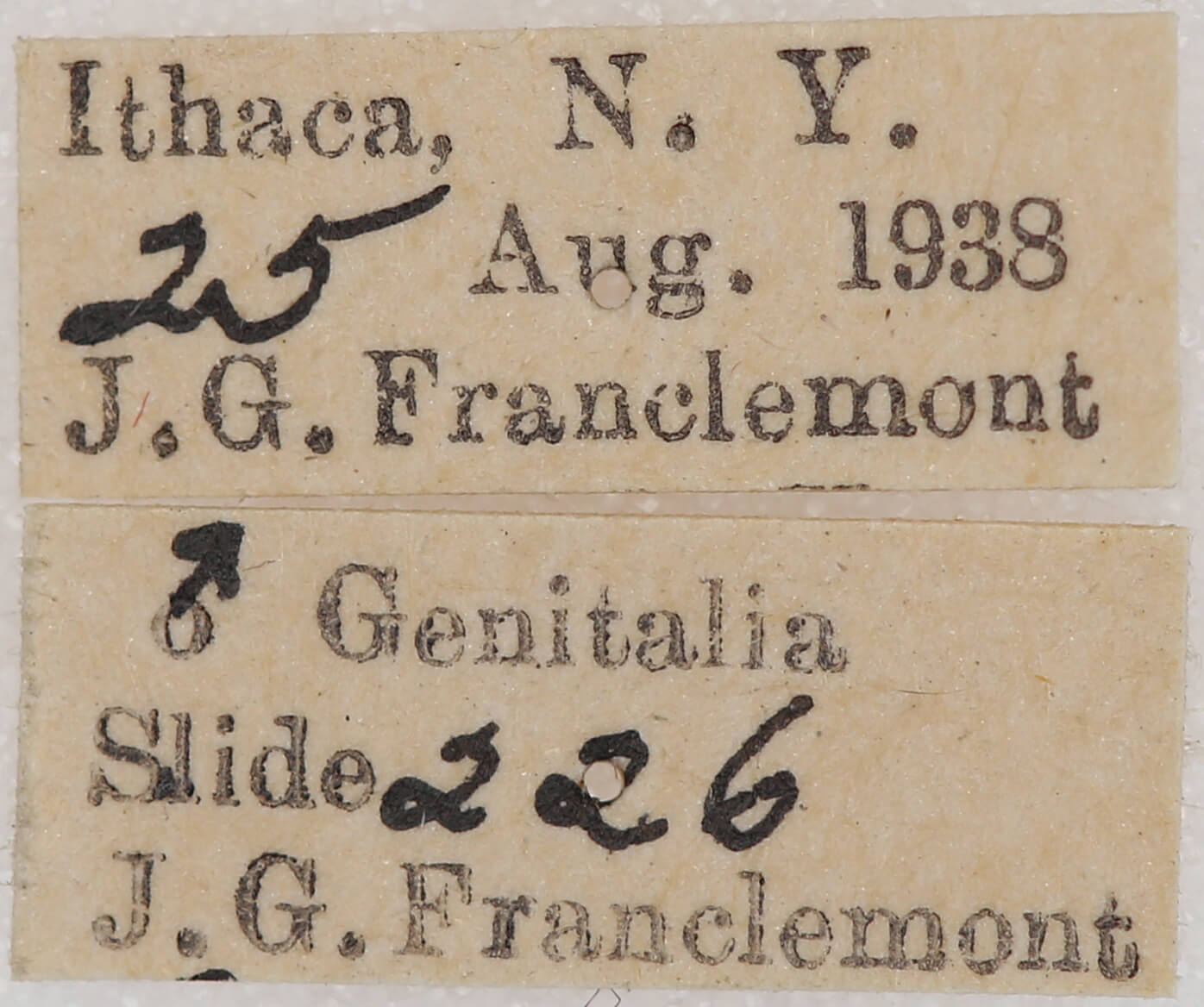 label view of adult Nepytia canosaria