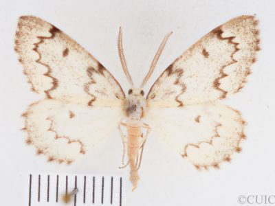 dorsal view of adult Nepytia canosaria