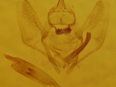 genitalia view of adult Nepytia canosaria