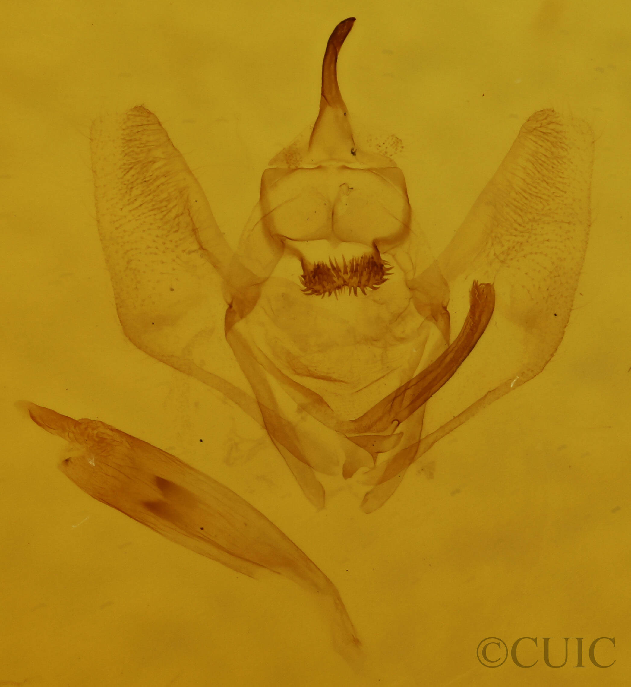 genitalia view of adult Nepytia canosaria