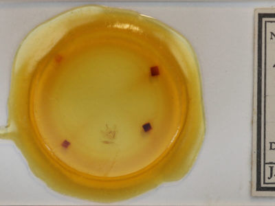 slide view of adult Nepytia canosaria