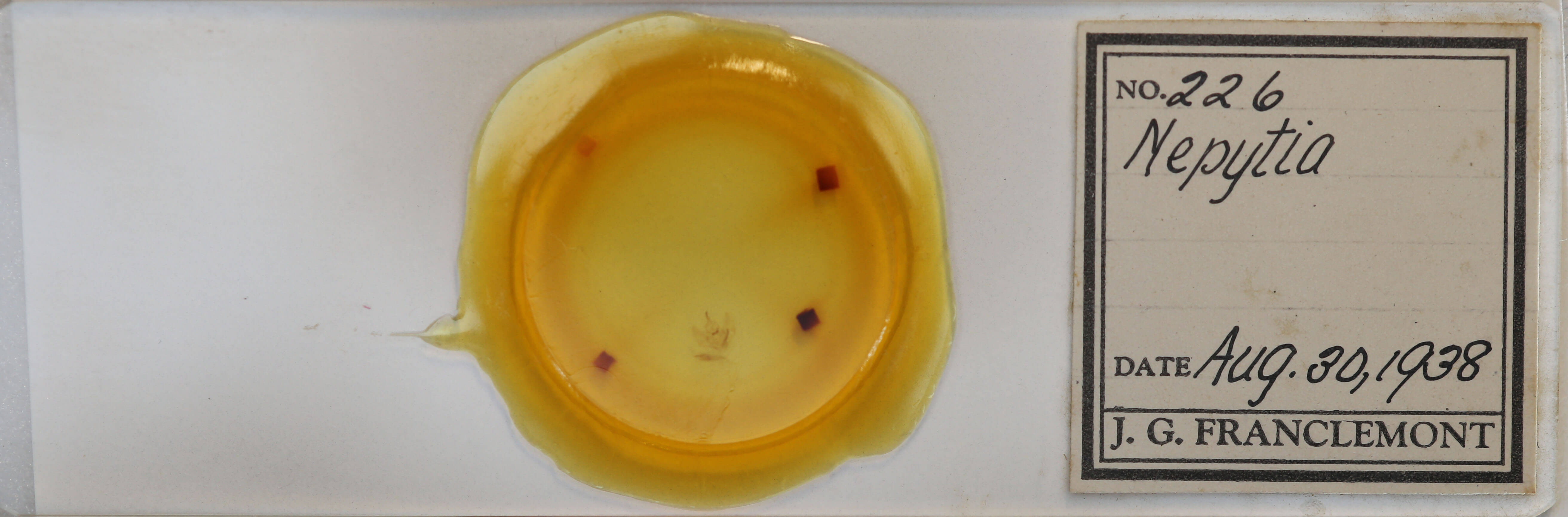 slide view of adult Nepytia canosaria