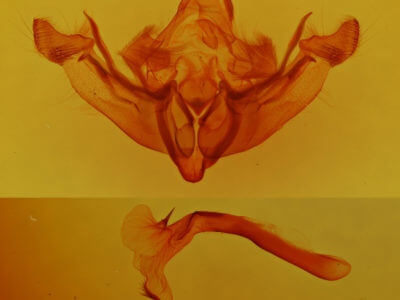 genitalia view of adult Leucapamea askoldis