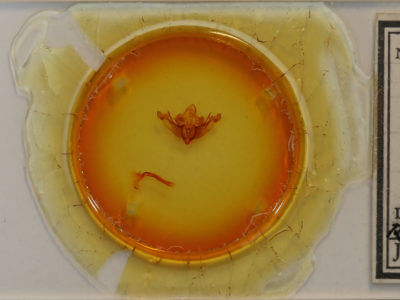 slide view of adult Leucapamea askoldis