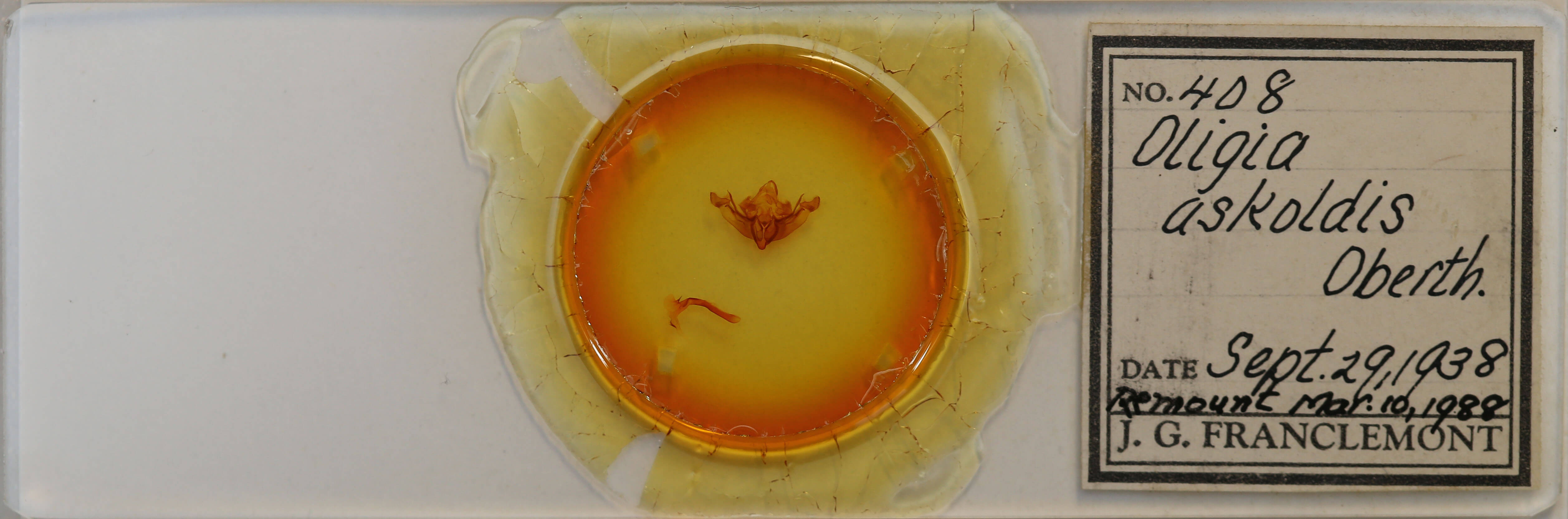 slide view of adult Leucapamea askoldis