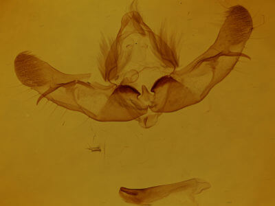 genitalia view of adult Platypolia mactata