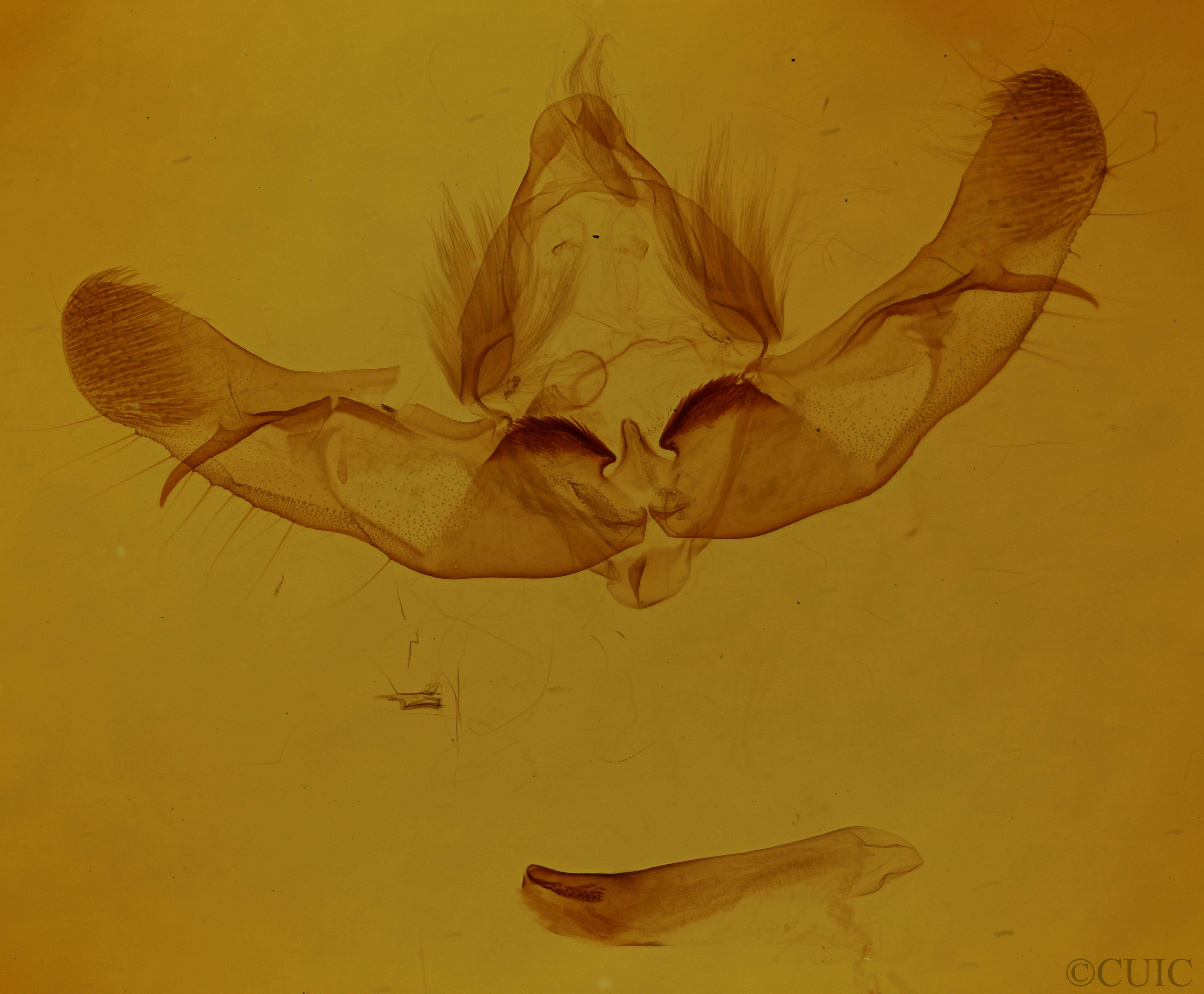 genitalia view of adult Platypolia mactata