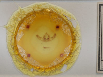 slide view of adult Platypolia mactata