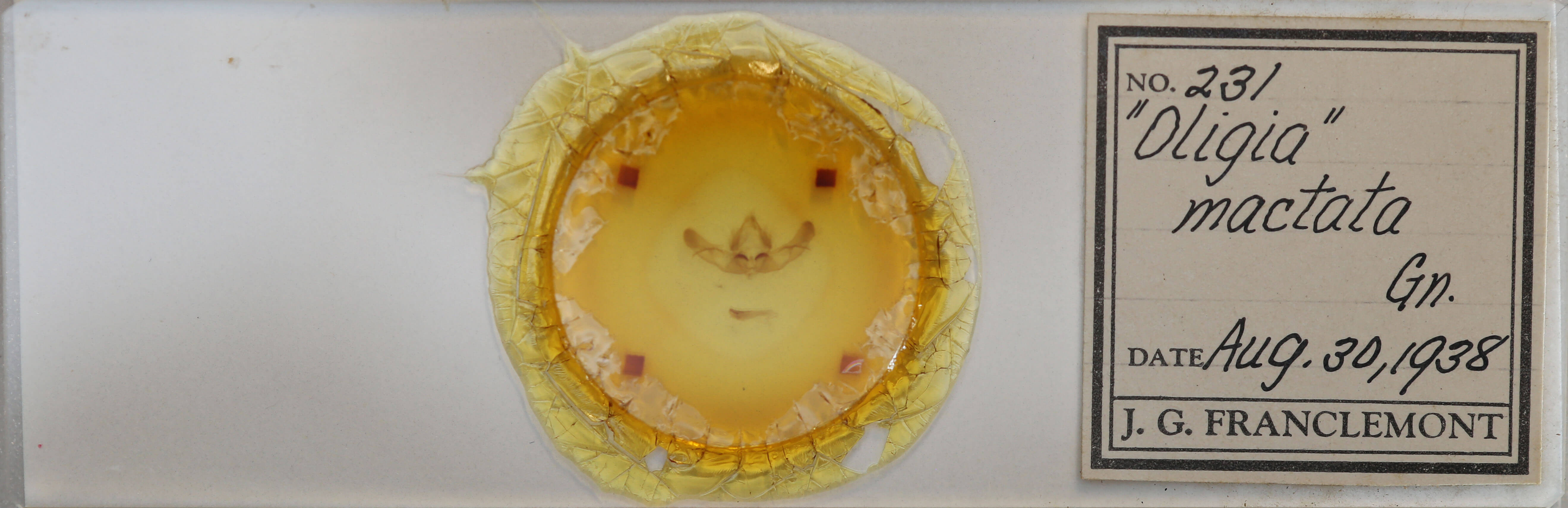 slide view of adult Platypolia mactata