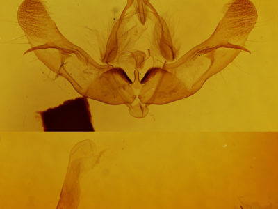 genitalia view of adult Platypolia mactata