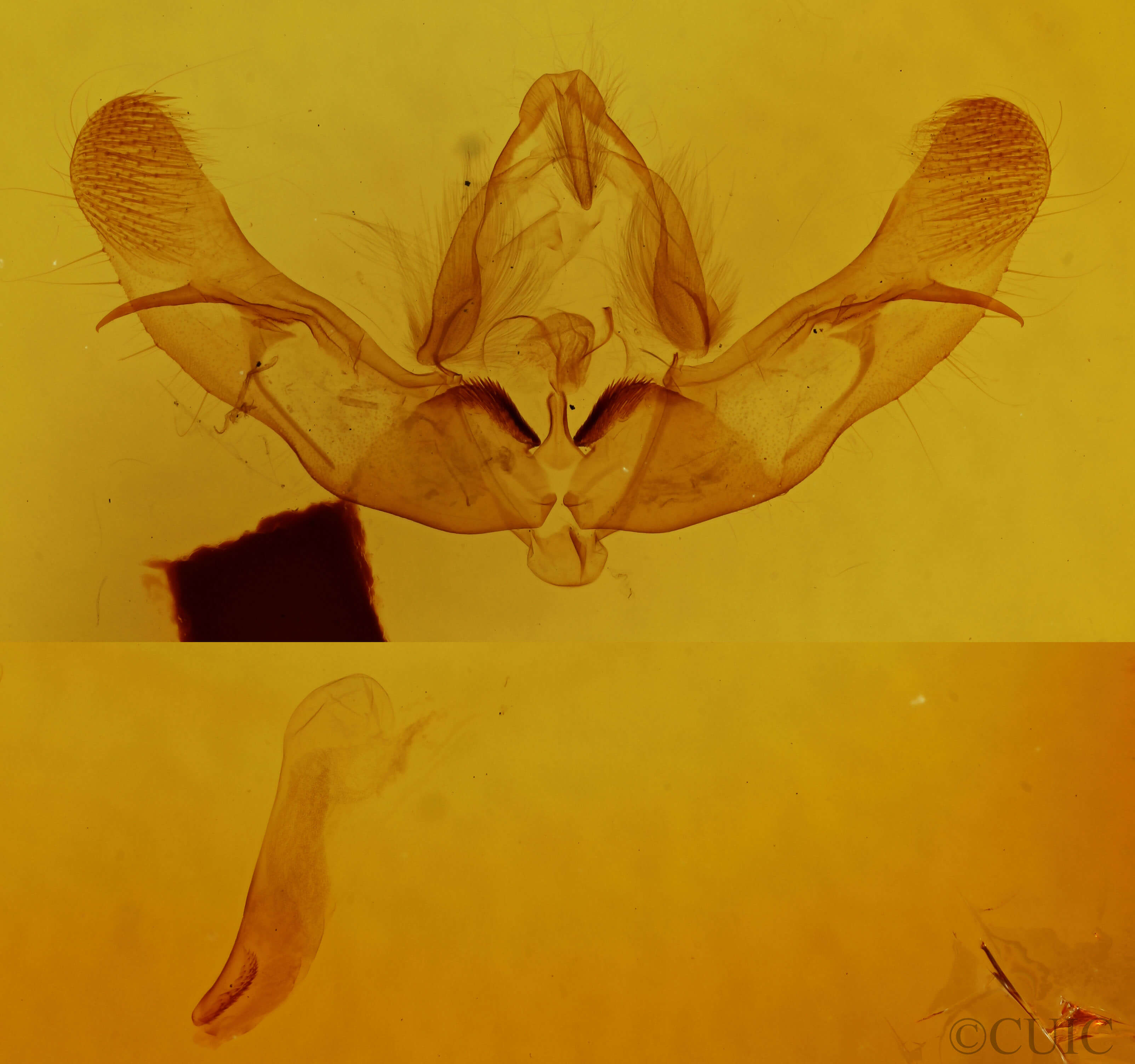 genitalia view of adult Platypolia mactata
